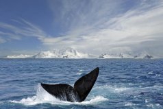 世界十大观鲸地，冰川湾国家公园居第一位