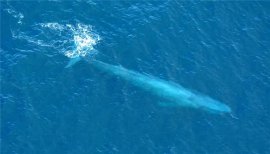世界十大最重的动物：蓝鲸夺冠，河马居第六
