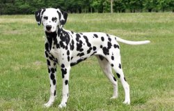 世界上最难训练的十大狗品种，达尔马提犬雄踞榜首