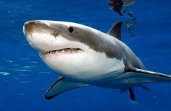 澳大利亚最危险的十大动物，大白鲨、蓝纹章鱼均上榜