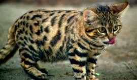 世界上最小的猫科动物：黑足猫长相可爱小巧，攻击性强