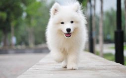 世界10大家养宠物狗，萨摩耶犬排第一位