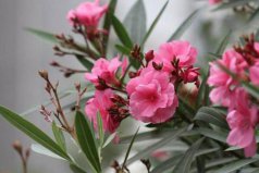 十大美丽剧毒植物排行榜：水仙花上榜，夹竹桃居第一位